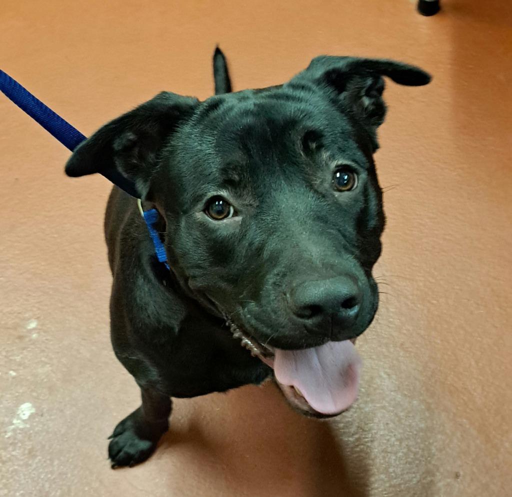 Enlarge Sharpie, a Adoptable mixed breed in Douglasville, GA image 6/6