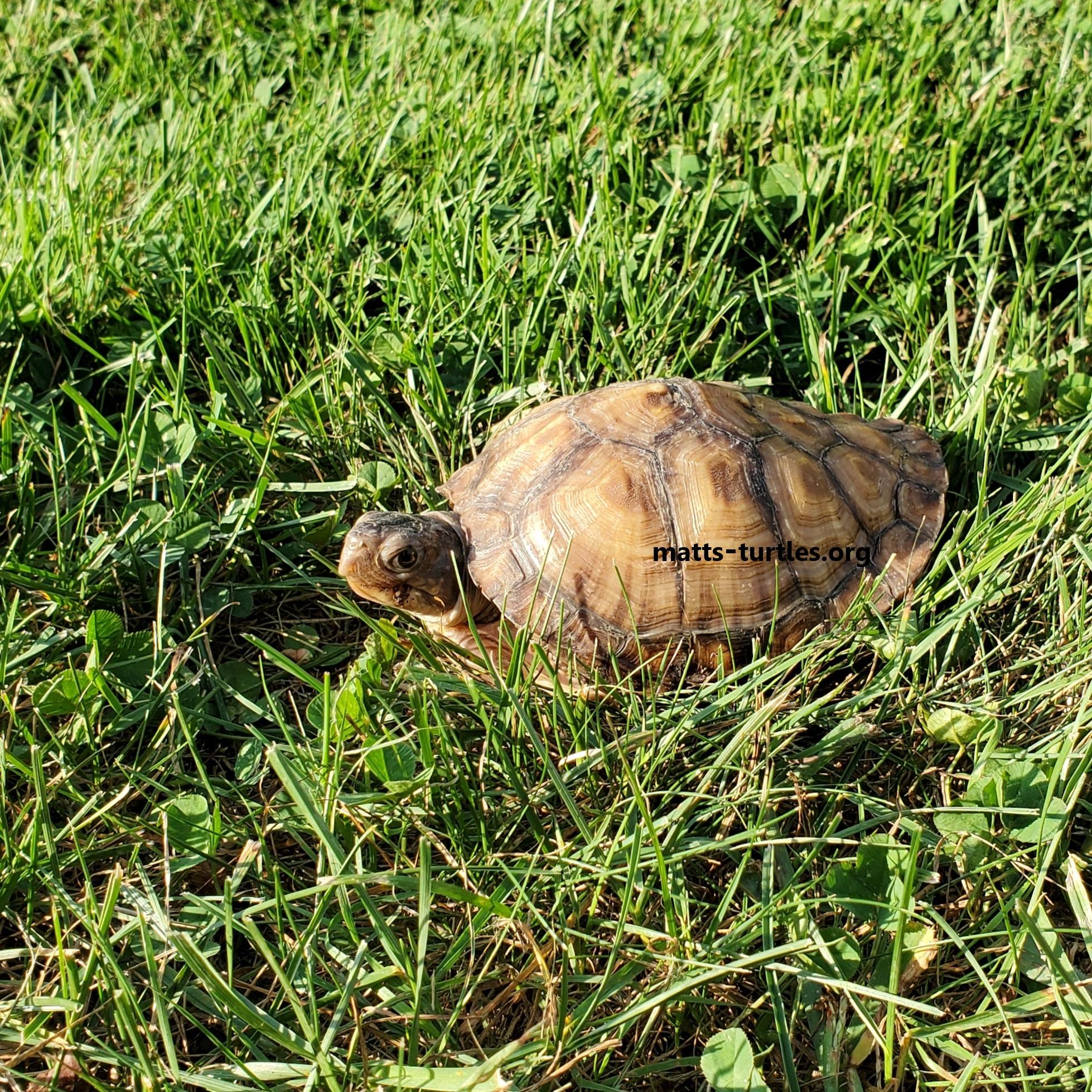 Flounder E. Box Turtle, ADOPTABLE, Young Female Eastern Box.