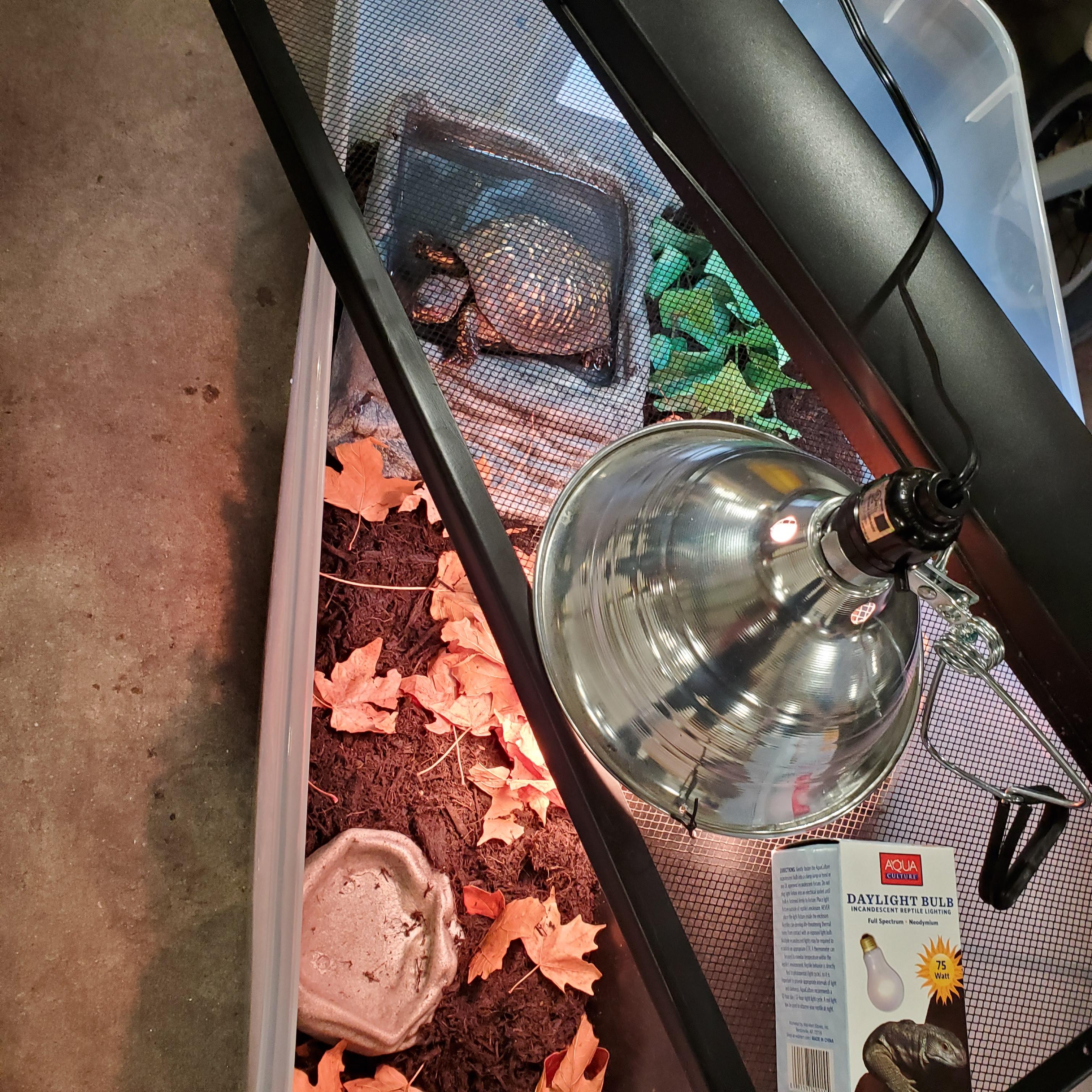 Flounder E. Box Turtle, a ADOPTABLE Eastern Box in Baltimore, MD image 6/6