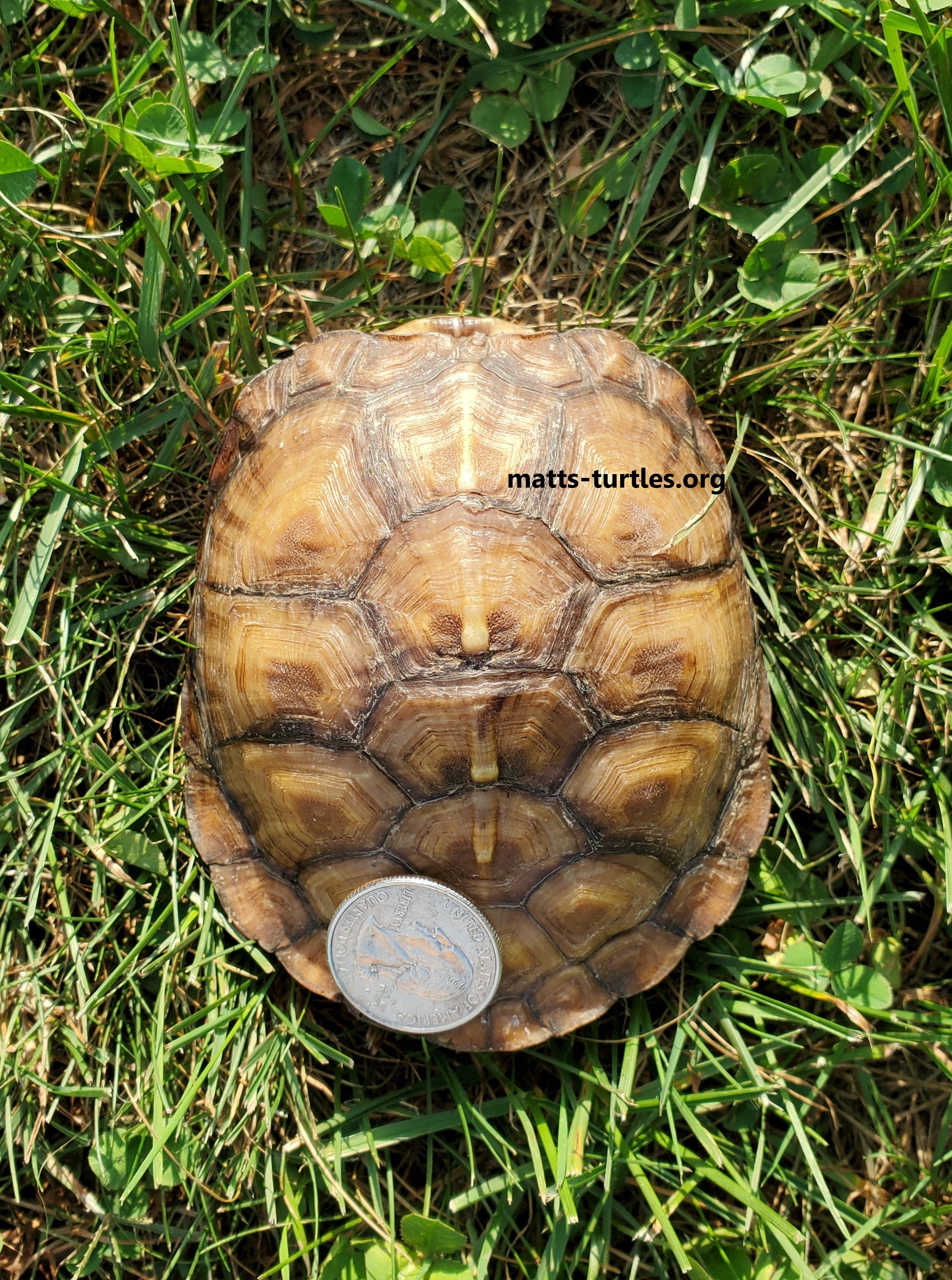 Flounder E. Box Turtle, a ADOPTABLE Eastern Box in Baltimore, MD image 3/6