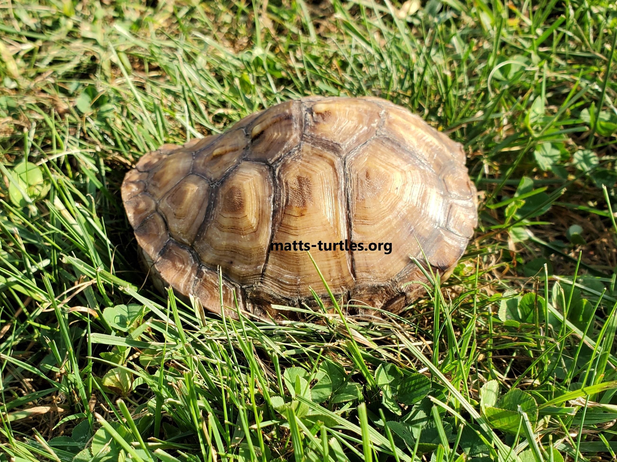 Flounder E. Box Turtle, a ADOPTABLE Eastern Box in Baltimore, MD image 2/6