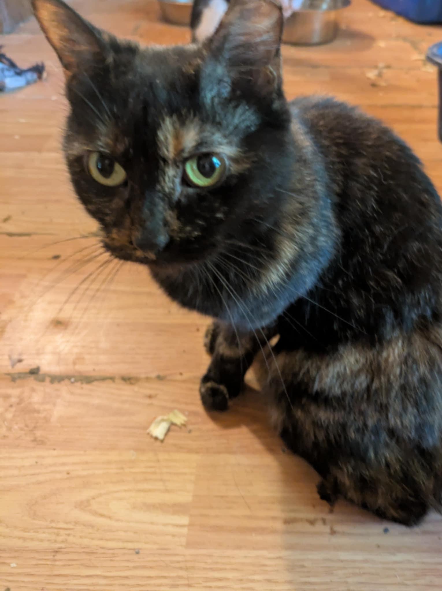 Sally, Adopted, Adult Female Domestic Short Hair.