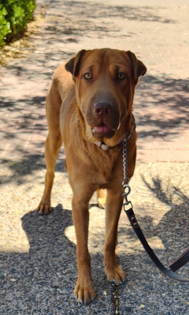 Enlarge ANNIE, a Adoptable mixed breed in Las Vegas, NV image 7/11