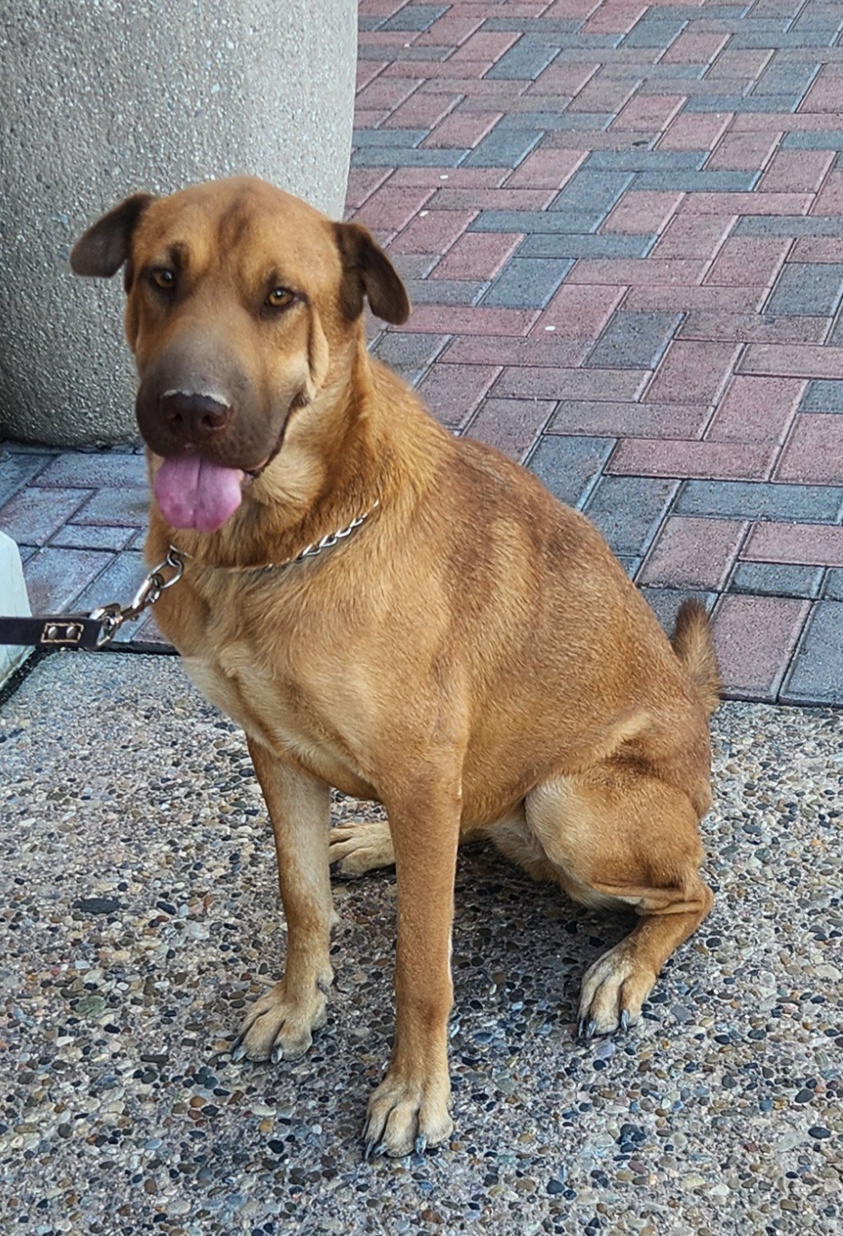 Enlarge ANNIE, a Adoptable mixed breed in Las Vegas, NV image 11/11