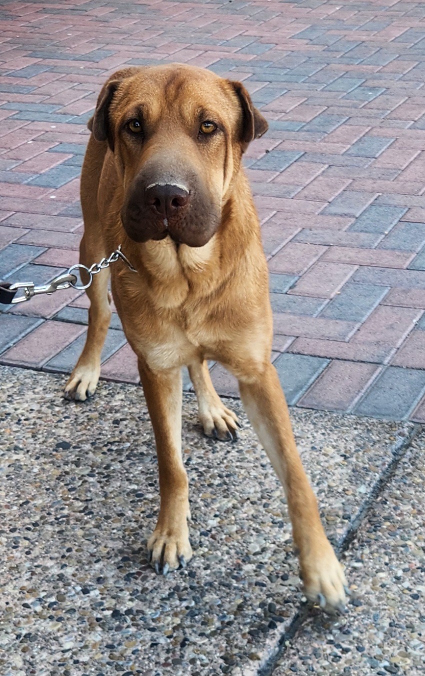 Enlarge ANNIE, a Adoptable mixed breed in Las Vegas, NV image 10/11