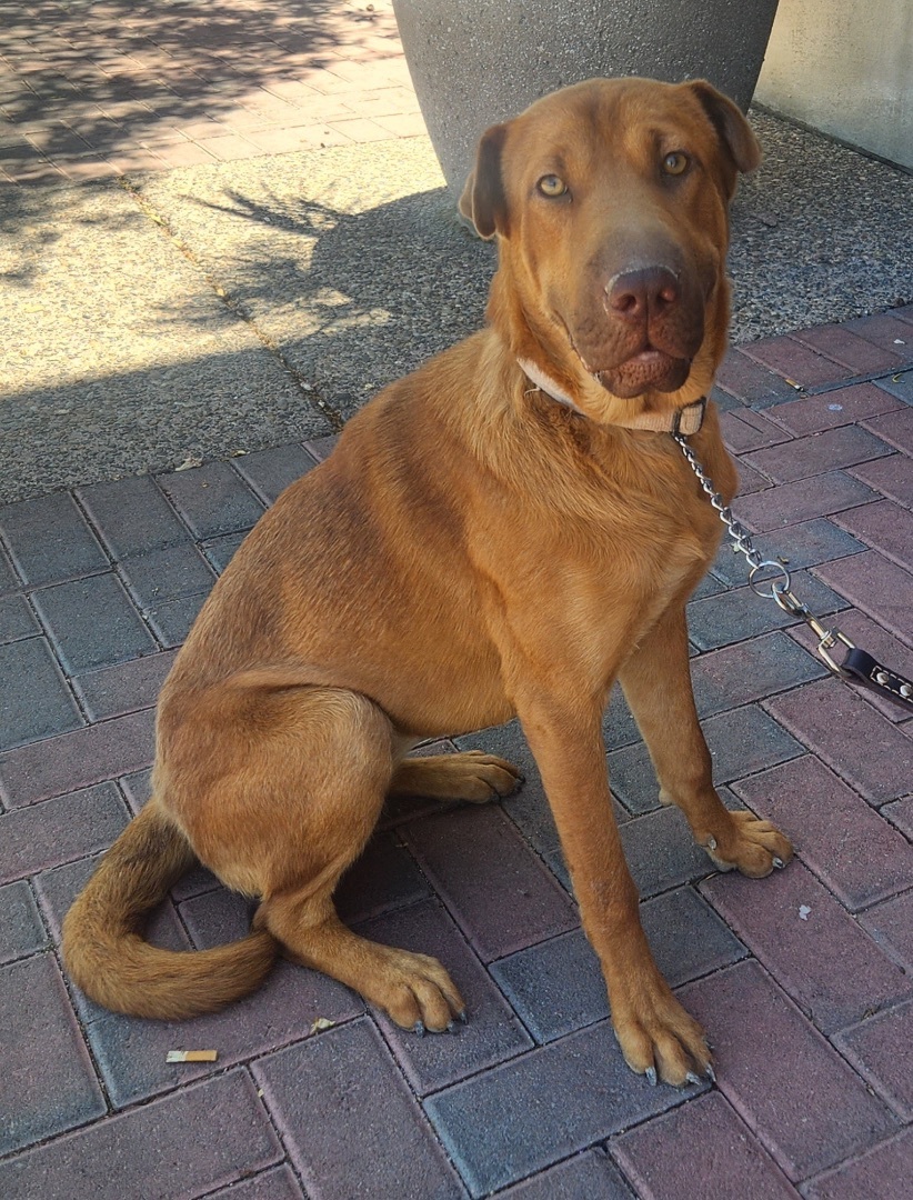 Enlarge ANNIE, a Adoptable mixed breed in Las Vegas, NV image 8/11