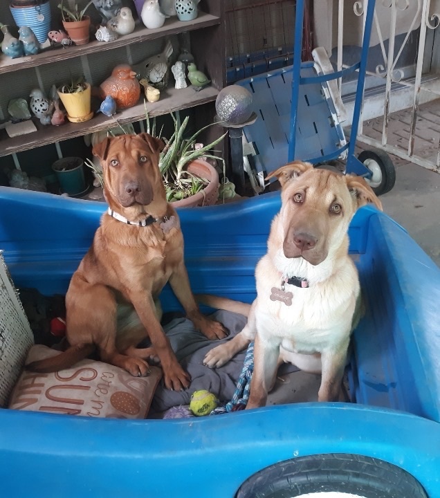 Enlarge ANNIE, a Adoptable mixed breed in Las Vegas, NV image 9/11