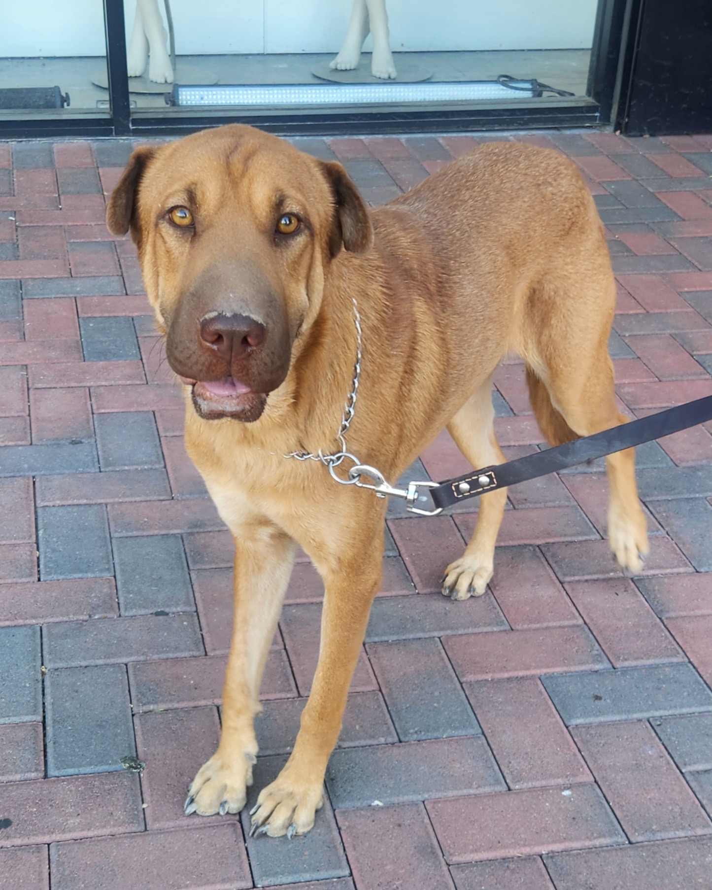 ANNIE, a Adoptable mixed breed in Las Vegas, NV image 1/11