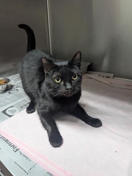 Velvet, Adoptable, Adult Female Domestic Short Hair & Domestic Short Hair.