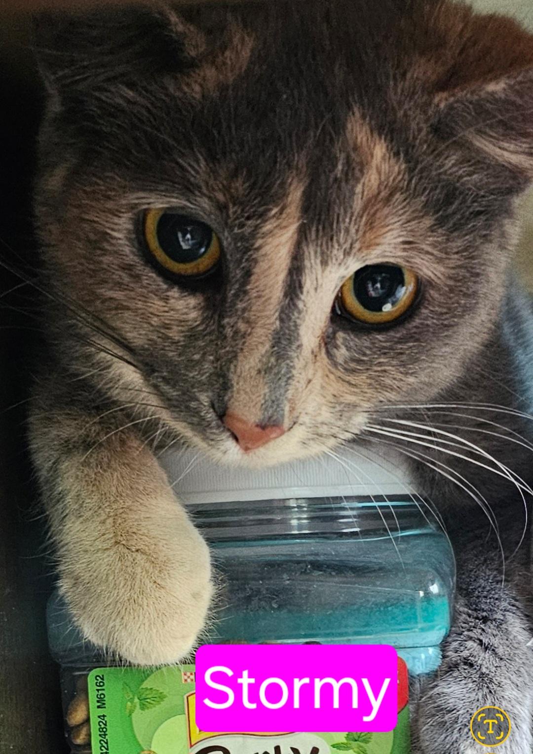 Stormy, Adoptable, Adult Female Domestic Short Hair.