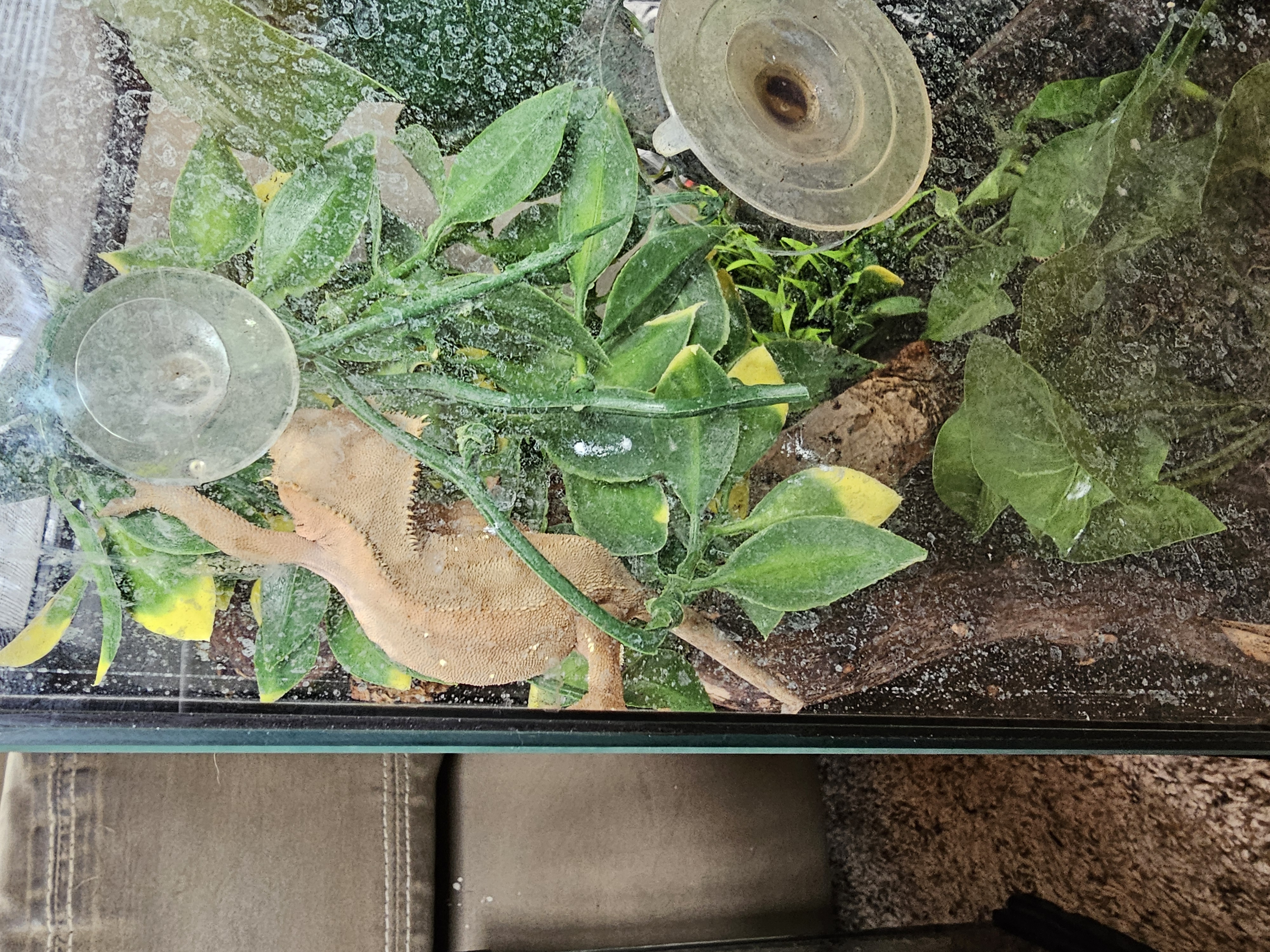 Enlarge Bebe, a Adoptable Gecko in New Market, MN image 1/3