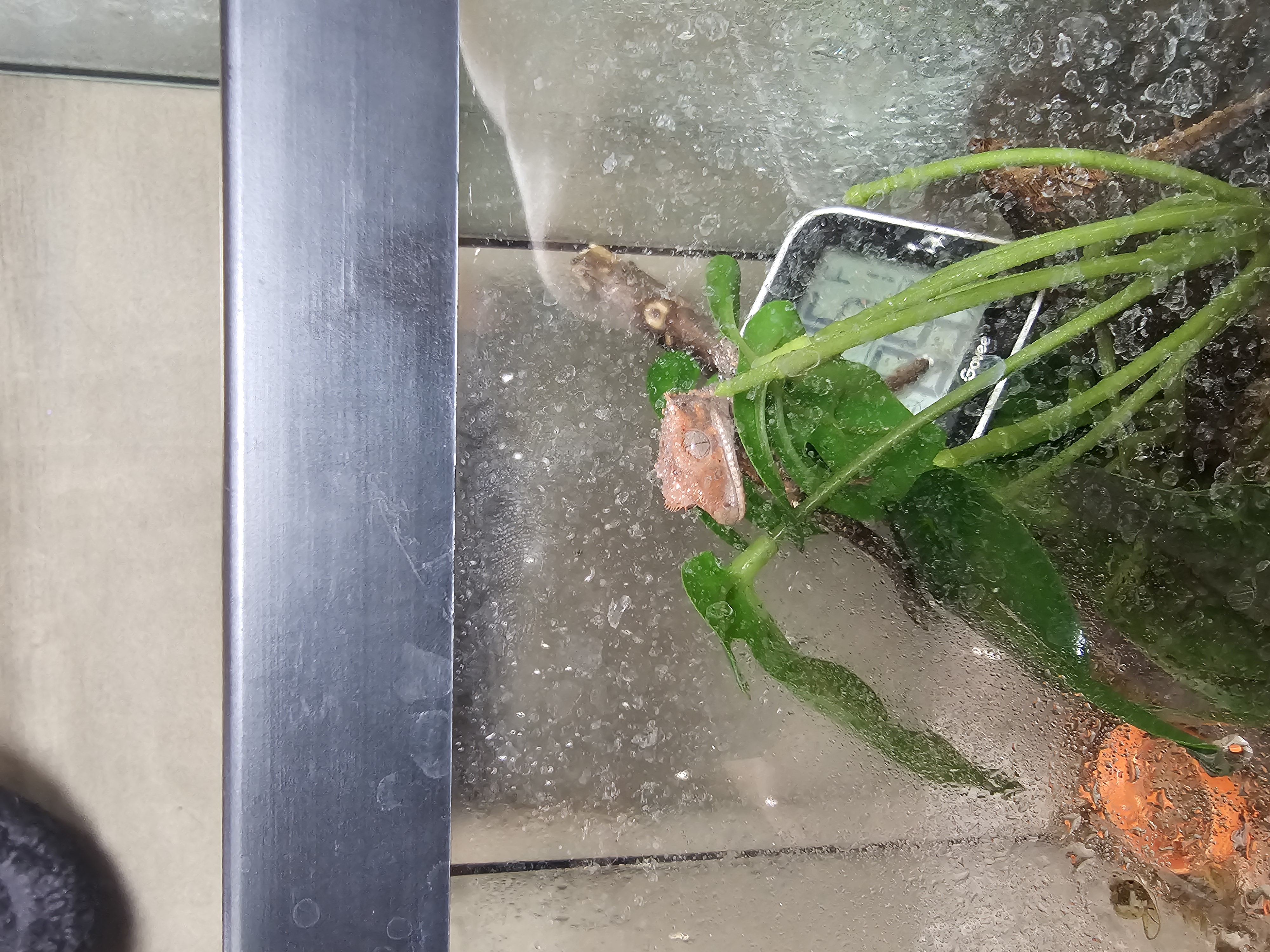 Enlarge Bebe, a Adoptable Gecko in New Market, MN image 2/3