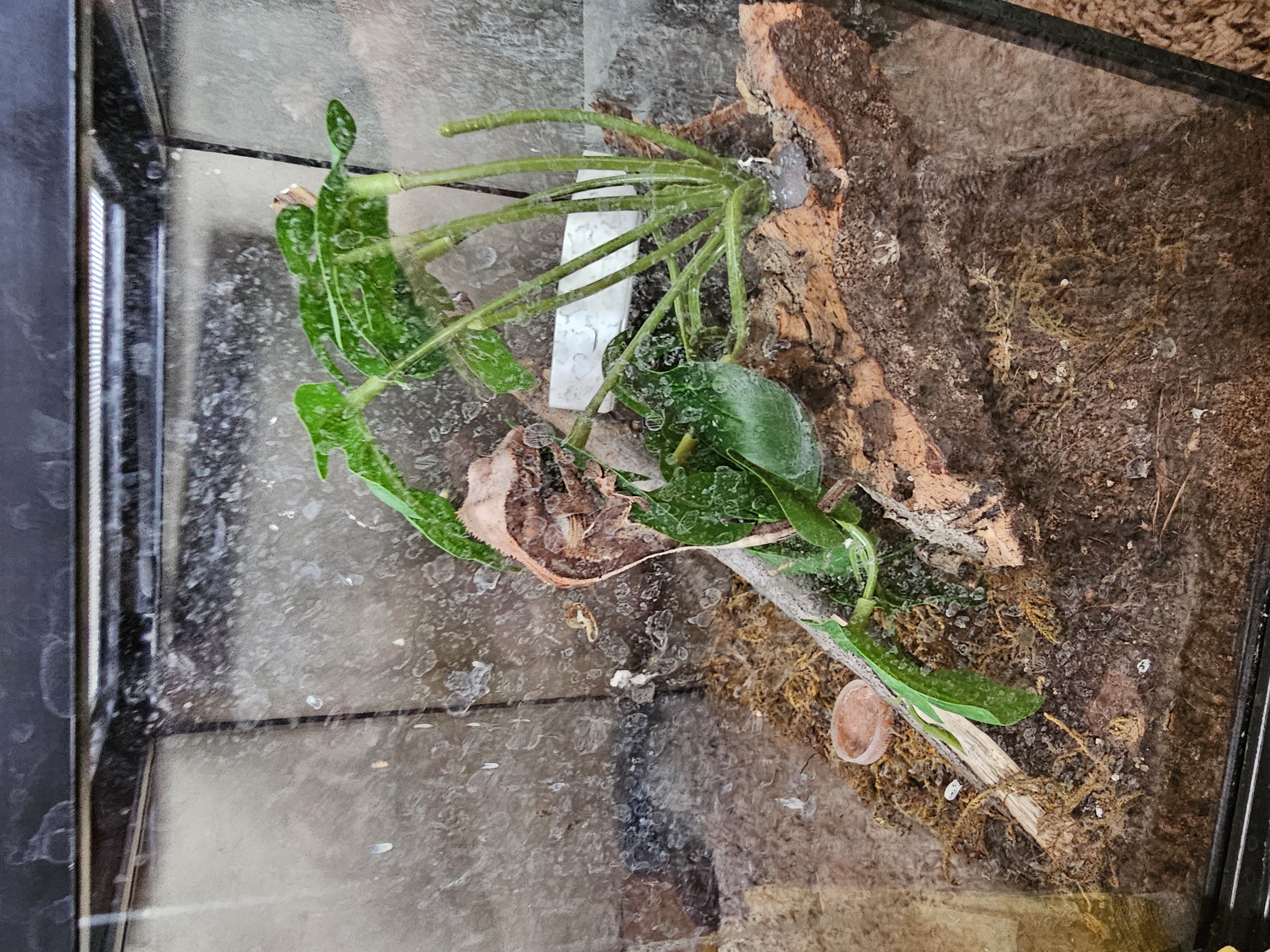 Enlarge Bebe, a Adoptable Gecko in New Market, MN image 3/3