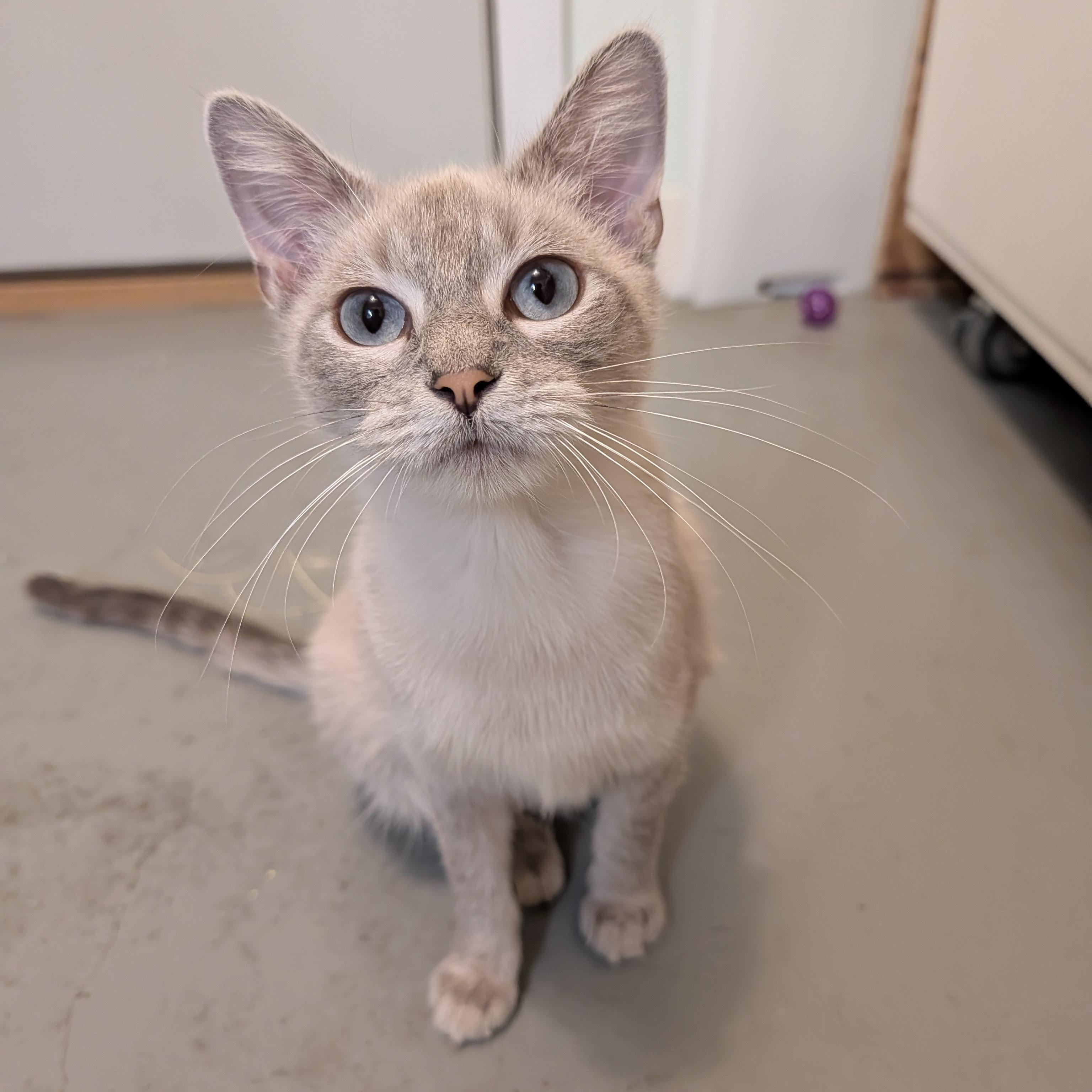 Enlarge Whimsy, a Adoptable Domestic Medium Hair in Manistique, MI image 2/2