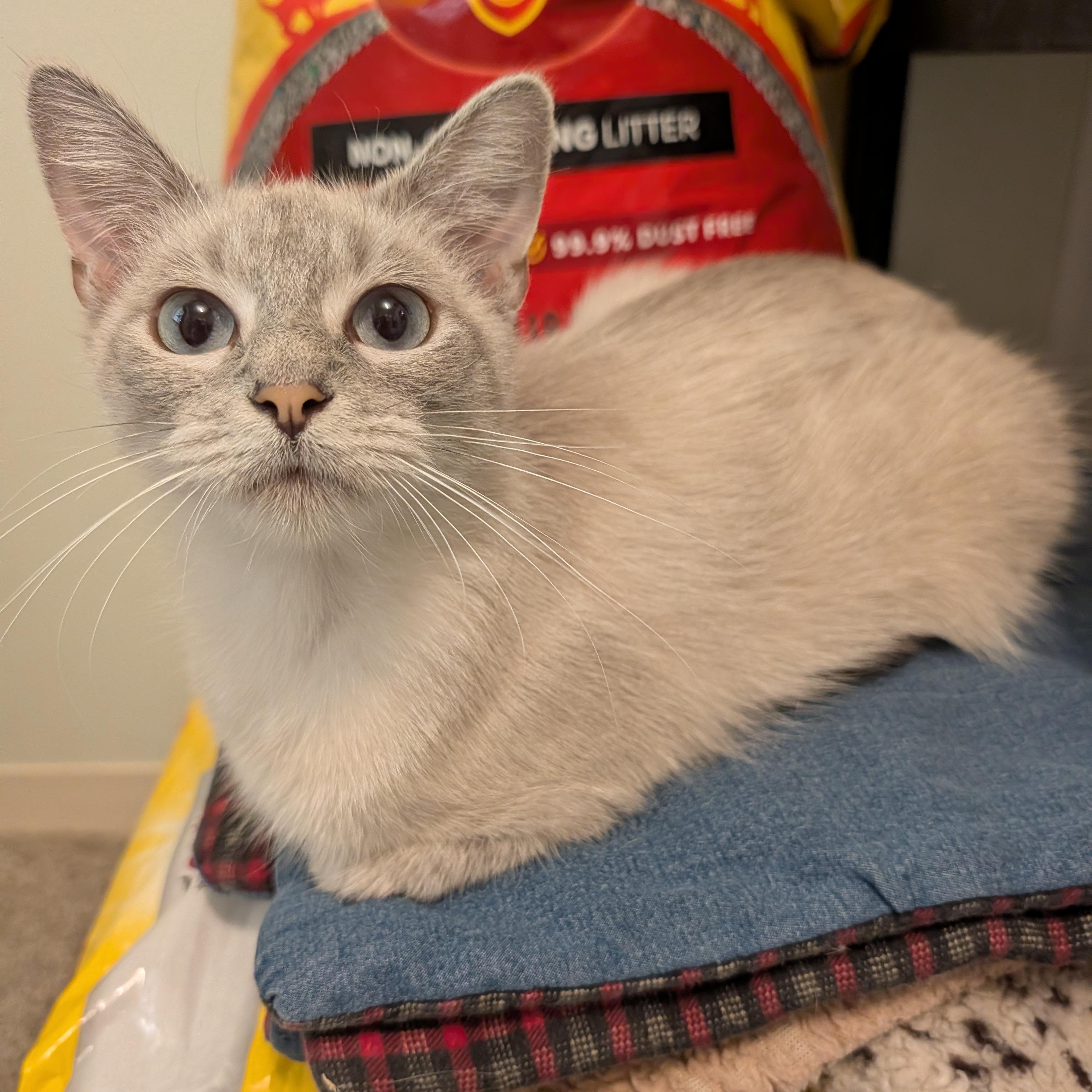 Enlarge Whimsy, a Adoptable Domestic Medium Hair in Manistique, MI image 1/2