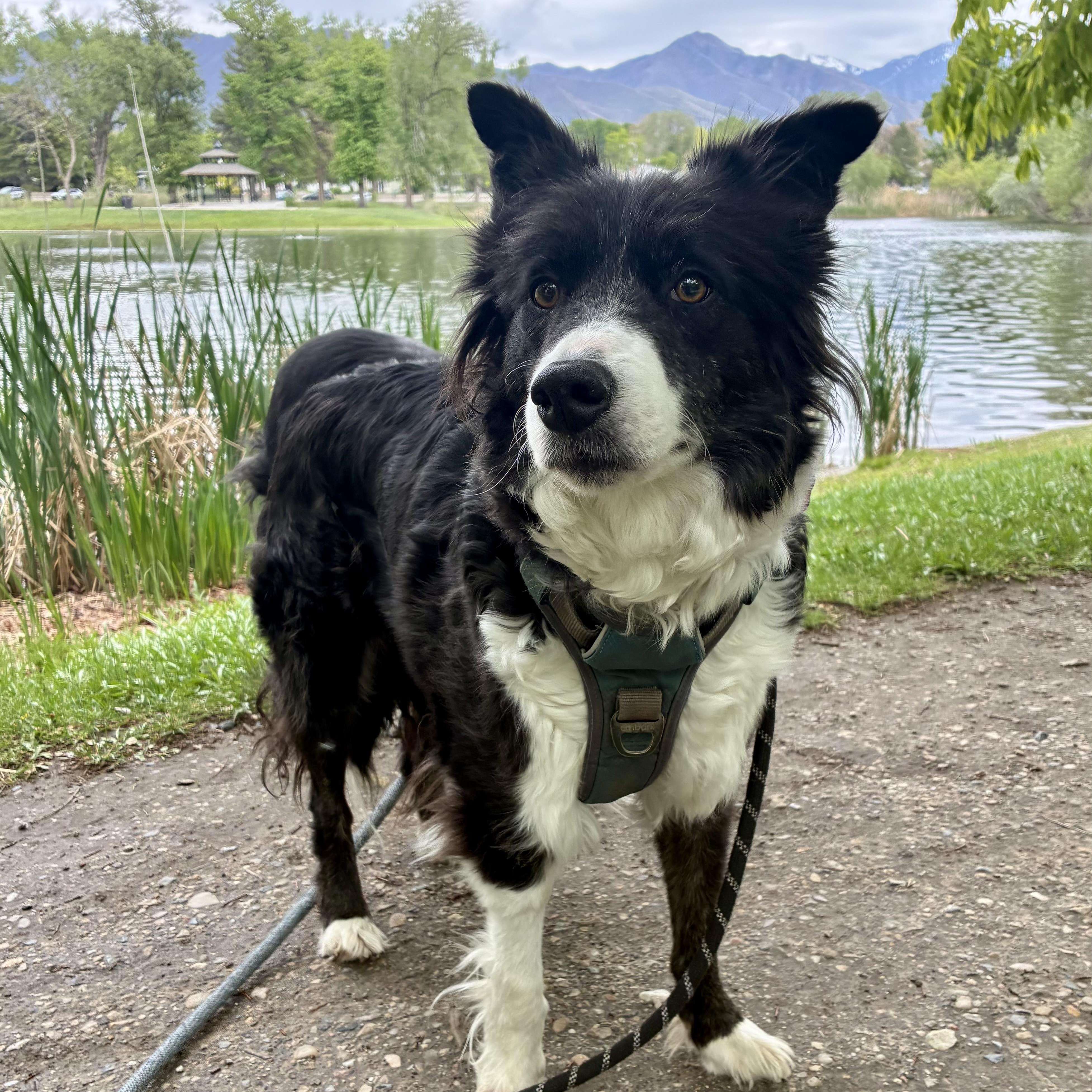 Enlarge Lizzy, a ADOPTABLE Border Collie in Salt Lake City, UT image 3/4