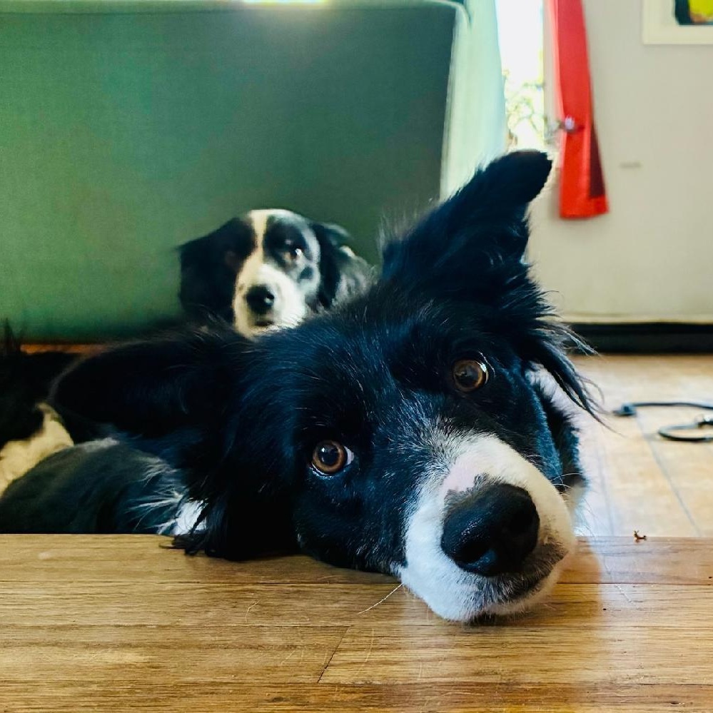 Enlarge Lizzy, a ADOPTABLE Border Collie in Salt Lake City, UT image 2/4