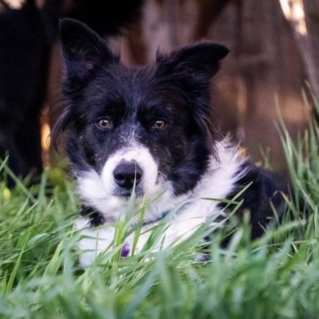 Enlarge Lizzy, a ADOPTABLE Border Collie in Salt Lake City, UT image 1/4