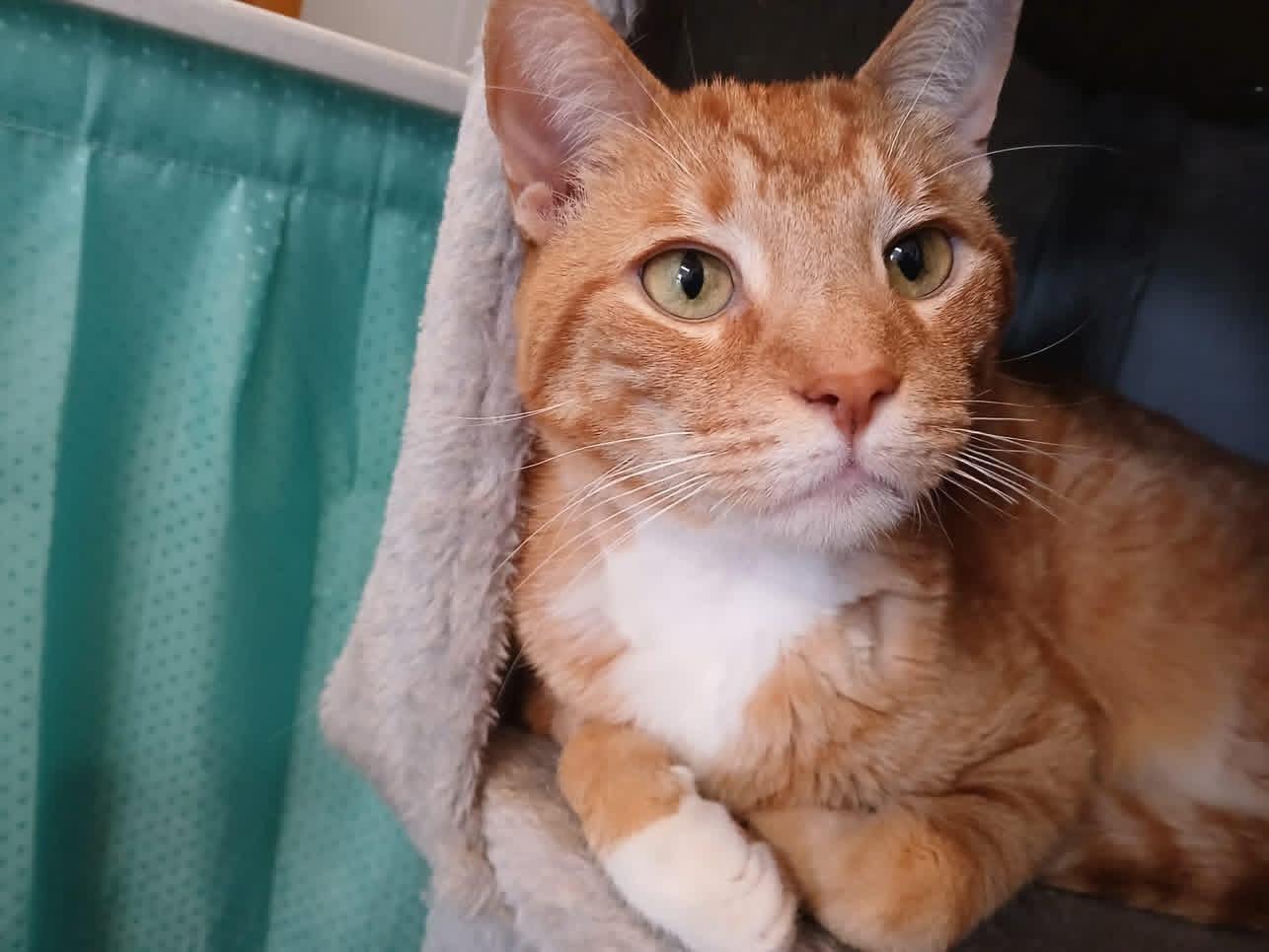 Leo, a ADOPTABLE Domestic Short Hair in Acushnet, MA image 2/2