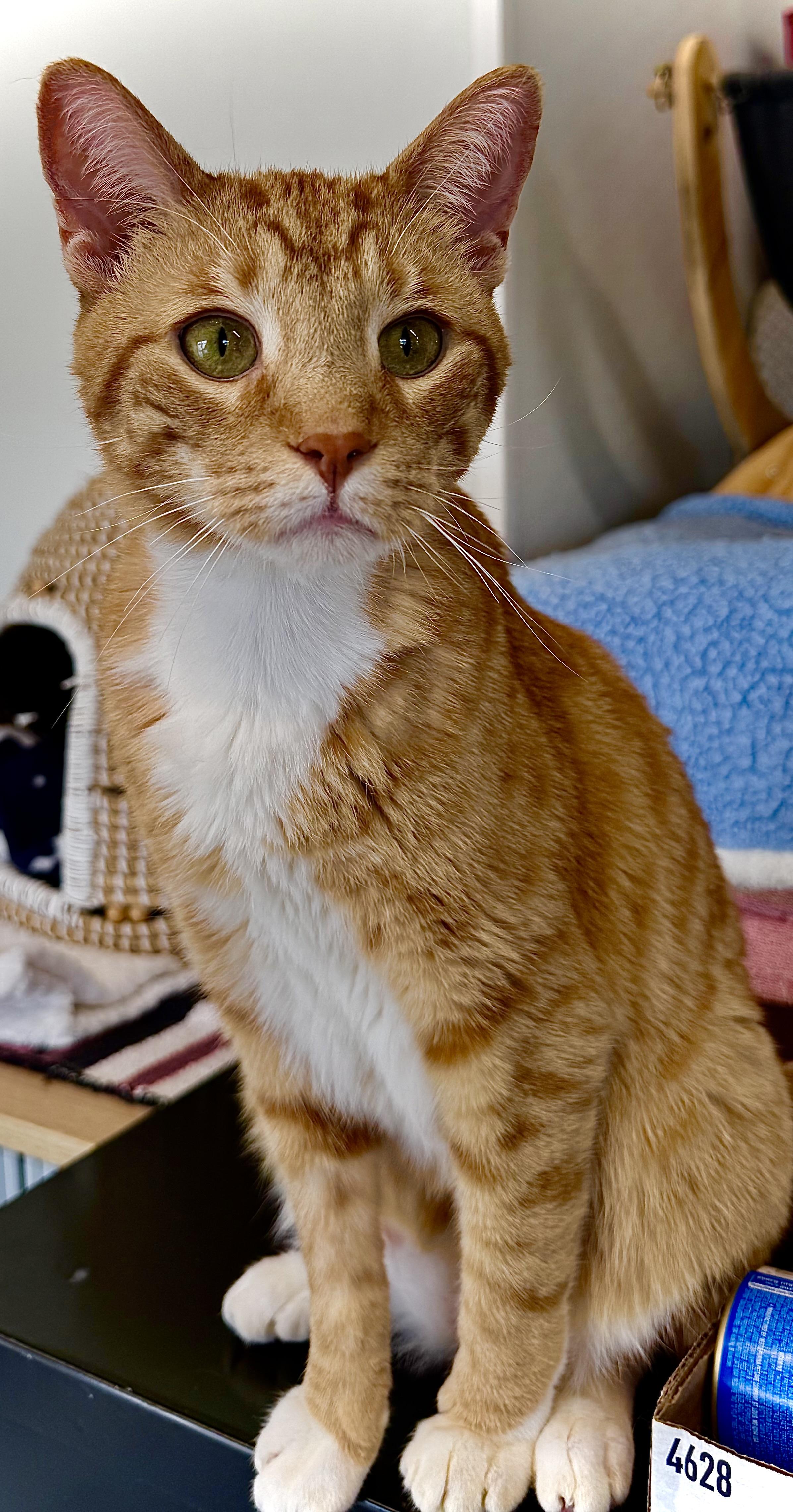 Enlarge Leo, a ADOPTABLE Domestic Short Hair in Acushnet, MA image 1/1