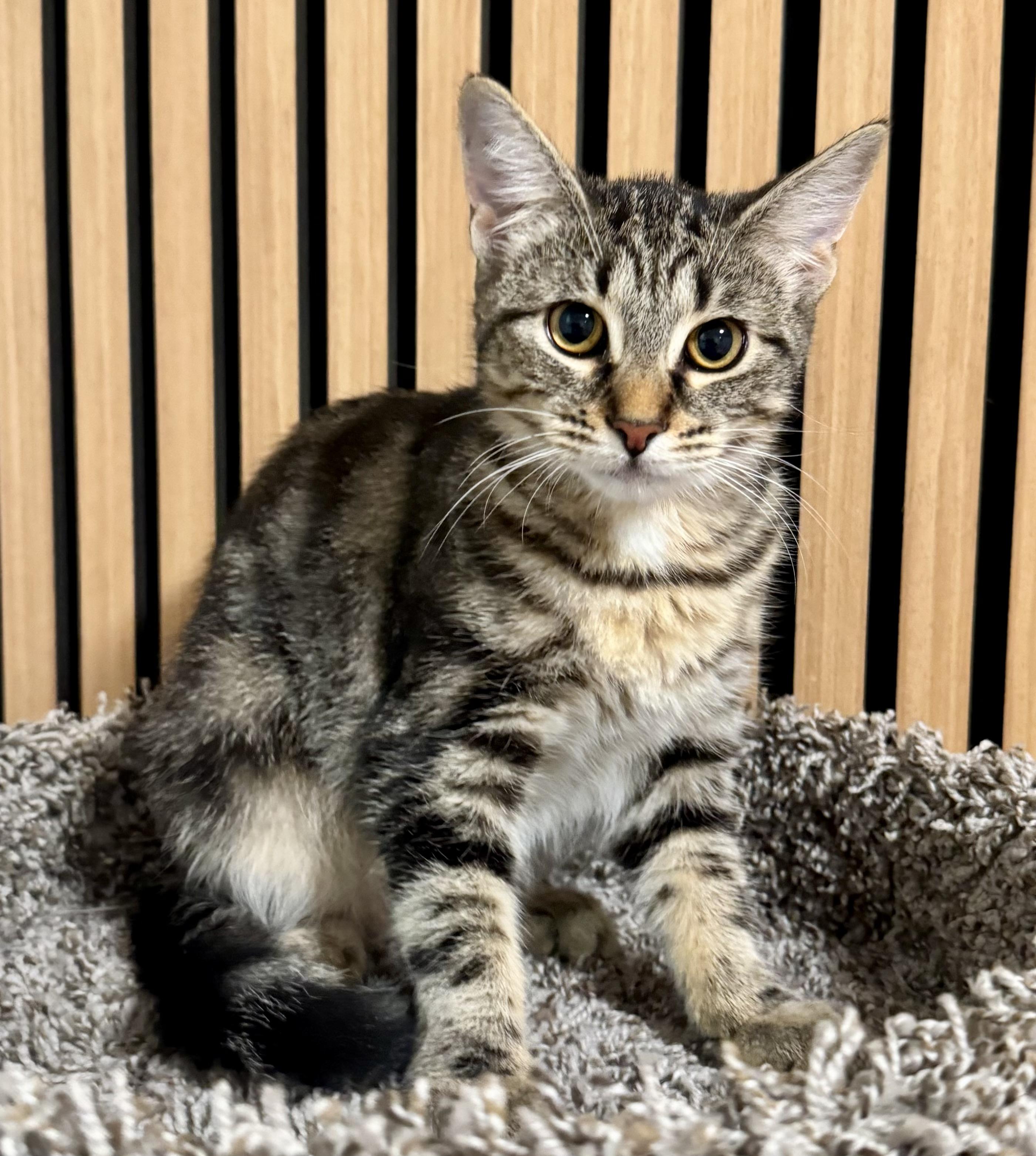 Enlarge Linnea, a Adoptable mixed breed in Red Bank, NJ image 1/3