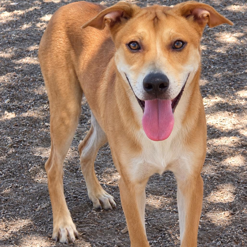 Junie, Adoptable, Young Female Labrador Retriever & Mixed Breed.