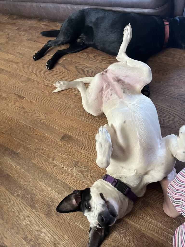 Enlarge Roxy, a Adoptable mixed breed in Jefferson City, MO image 5/6