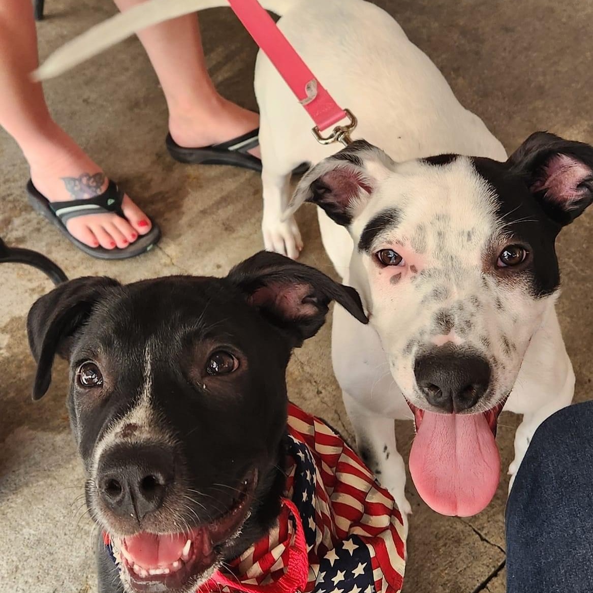 Enlarge Roxy, a Adoptable mixed breed in Jefferson City, MO image 6/6