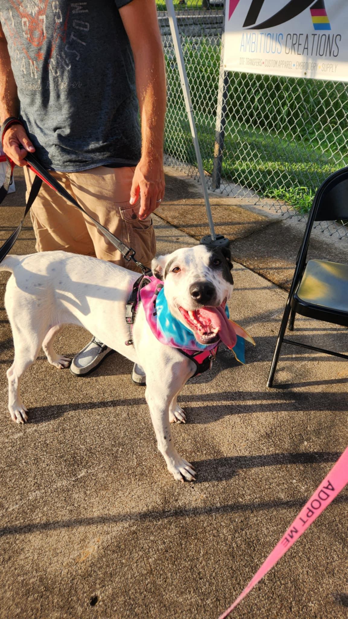 Roxy, Adoptable, Young Female Labrador Retriever & American Staffordshire Terrier.