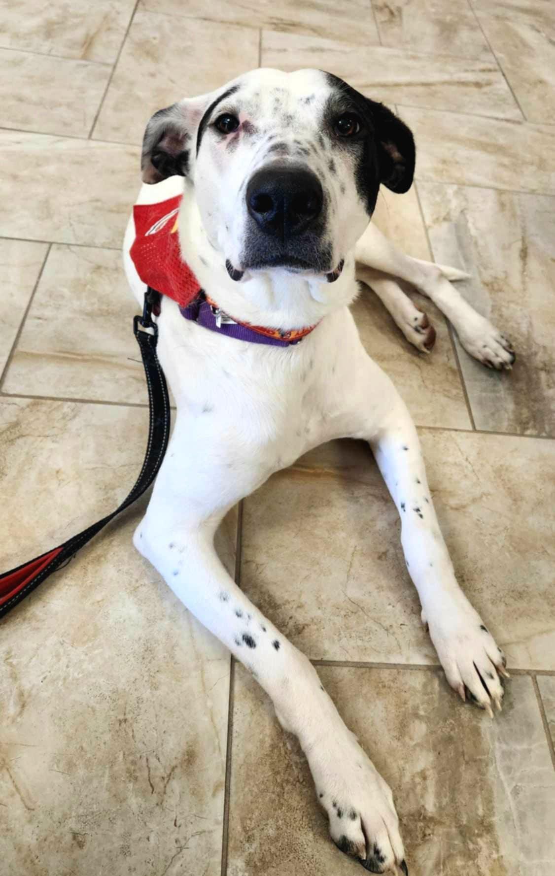 Enlarge Roxy, a Adoptable mixed breed in Jefferson City, MO image 4/6