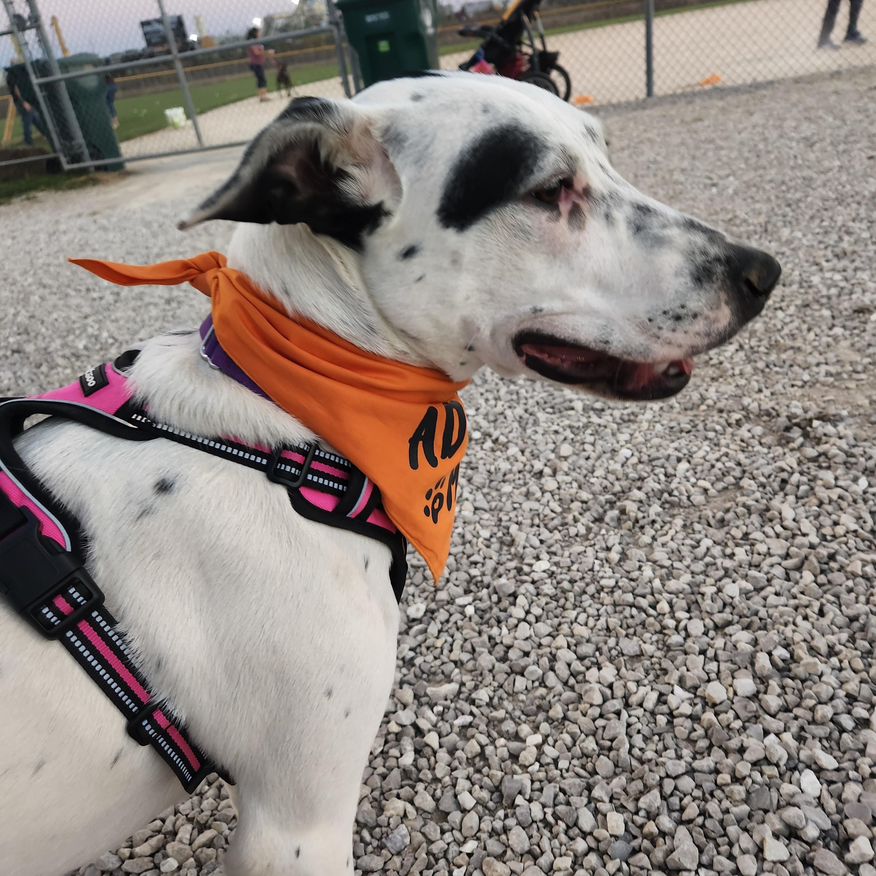 Enlarge Roxy, a Adoptable mixed breed in Jefferson City, MO image 2/6