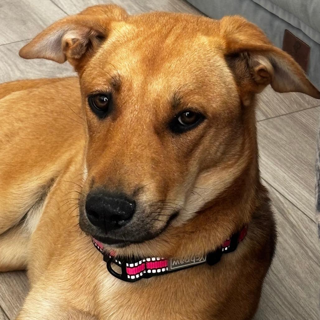 493 (2026) Peanut, Adoptable, Young Female Shepherd.