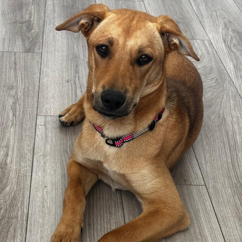 Enlarge 493 (2026) Peanut, a Adoptable Shepherd in Parker, CO image 3/5