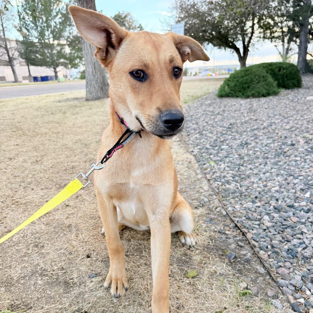 Enlarge 493 (2026) Peanut, a Adoptable Shepherd in Parker, CO image 4/5