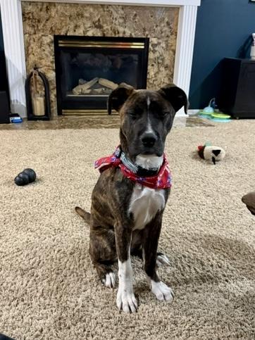 Enlarge Blaze, a Adoptable mixed breed in Cincinnati, OH image 2/6