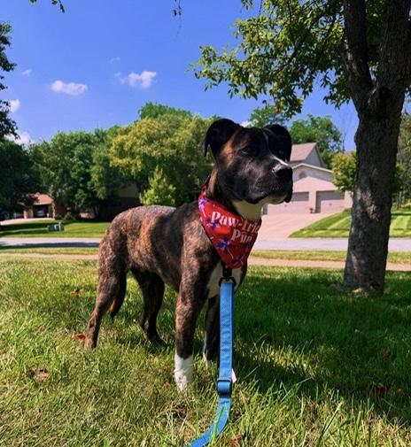 Enlarge Blaze, a Adoptable mixed breed in Cincinnati, OH image 1/6