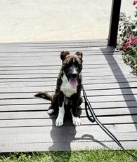 Enlarge Blaze, a Adoptable mixed breed in Cincinnati, OH image 5/6