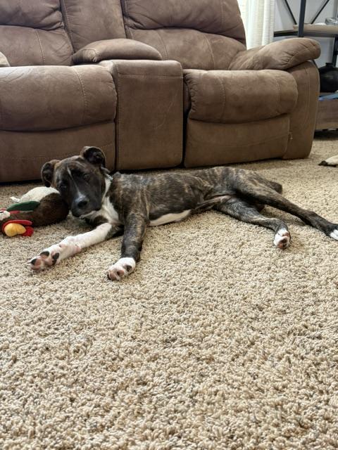 Enlarge Blaze, a Adoptable mixed breed in Cincinnati, OH image 4/6