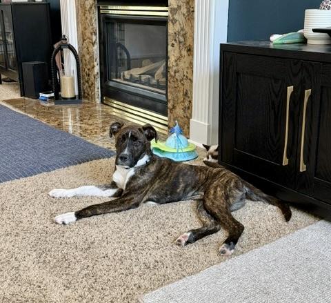 Enlarge Blaze, a Adoptable mixed breed in Cincinnati, OH image 3/6