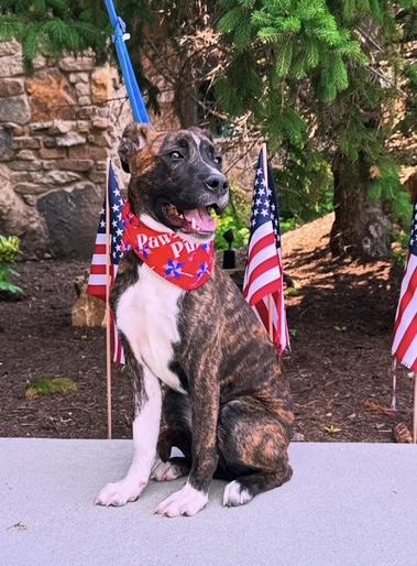 Enlarge Blaze, a Adoptable mixed breed in Cincinnati, OH image 6/6