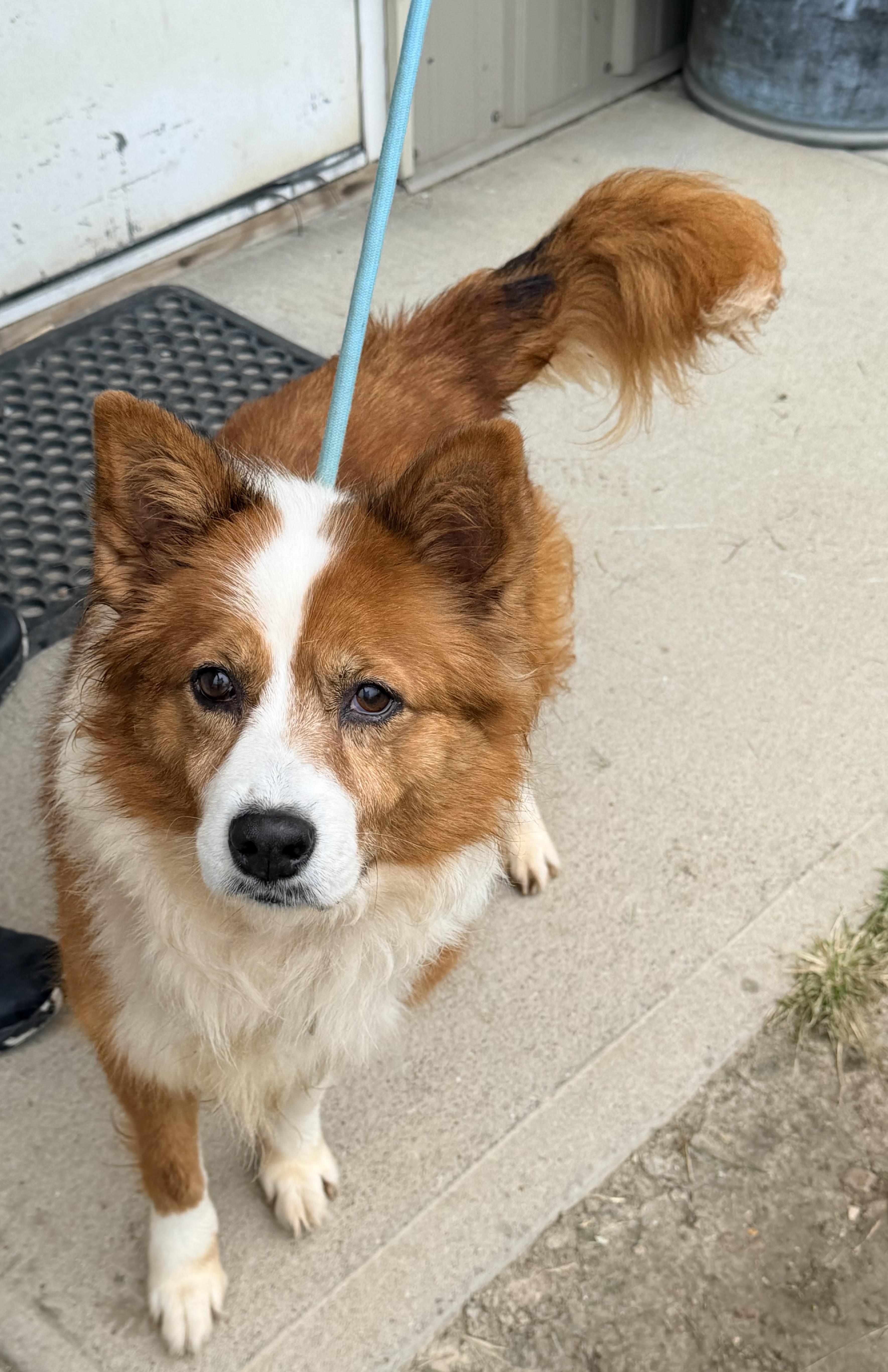 Kimber, Adoptable, Adult Female Shetland Sheepdog / Sheltie.