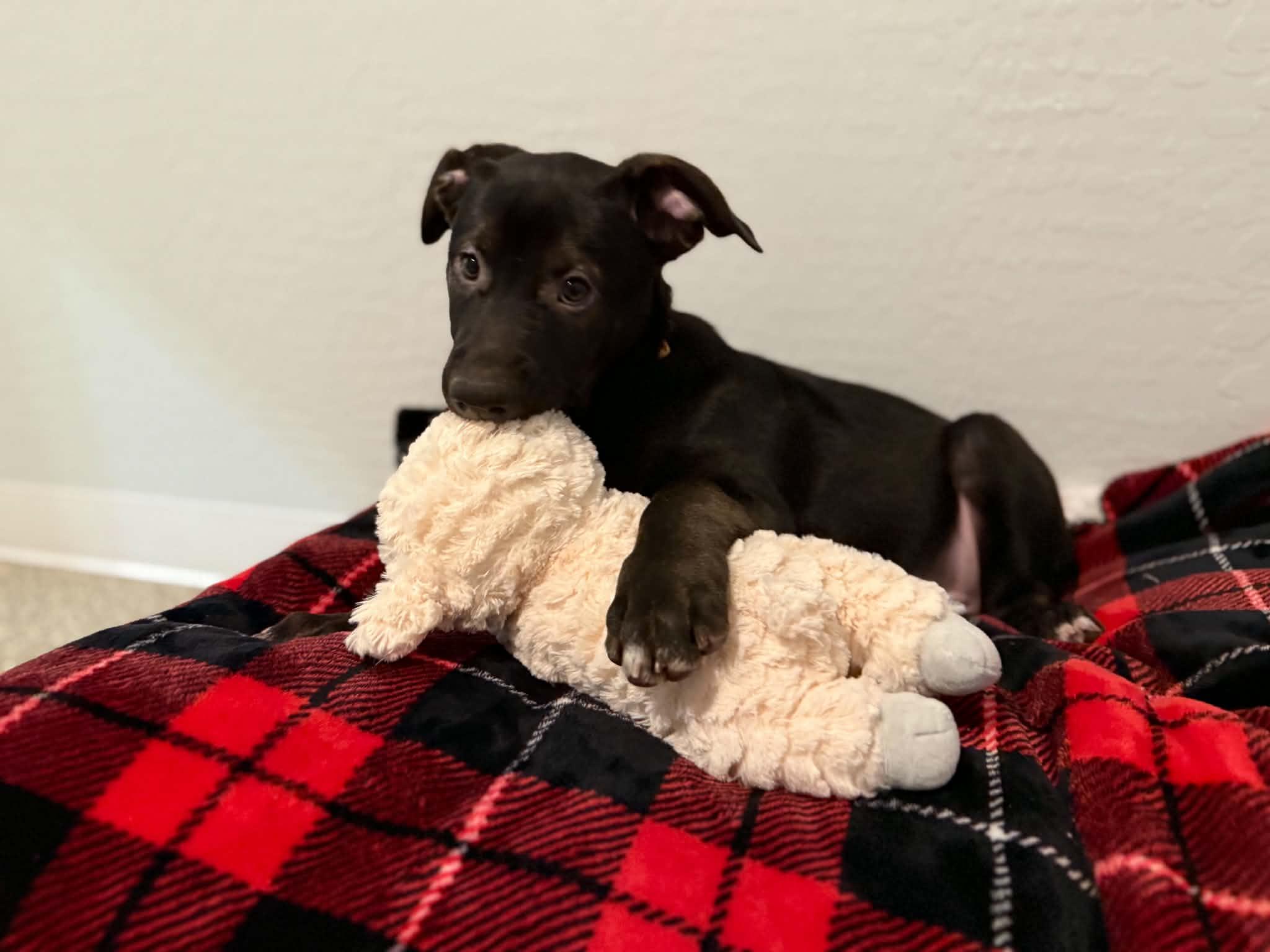 Enlarge Tori puppy - Tiberius, a Adoptable mixed breed in Glendale, AZ image 3/5