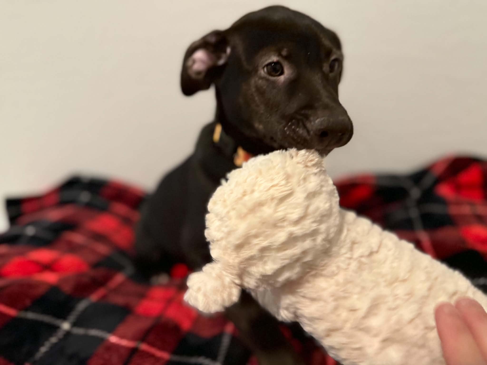 Enlarge Tori puppy - Tiberius, a Adoptable mixed breed in Glendale, AZ image 5/5