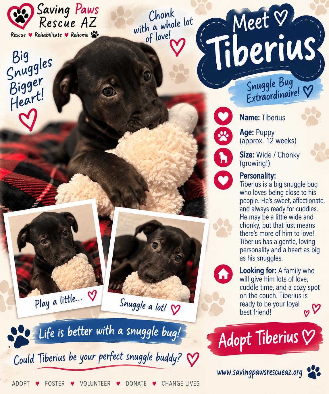 Enlarge Tori puppy - Tiberius, a Adoptable mixed breed in Glendale, AZ image 1/5
