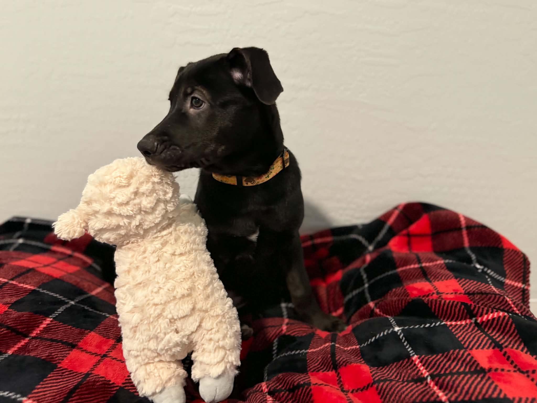 Enlarge Tori puppy - Tiberius, a Adoptable mixed breed in Glendale, AZ image 4/5