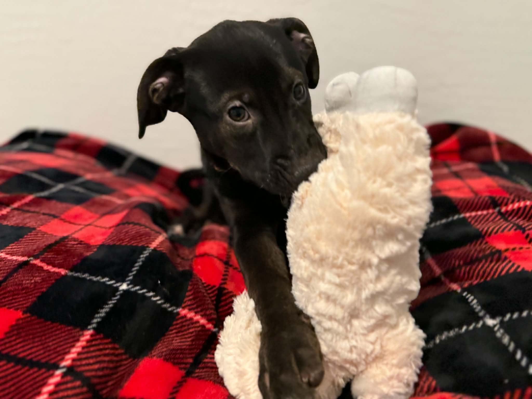 Enlarge Tori puppy - Tiberius, a Adoptable mixed breed in Glendale, AZ image 2/5