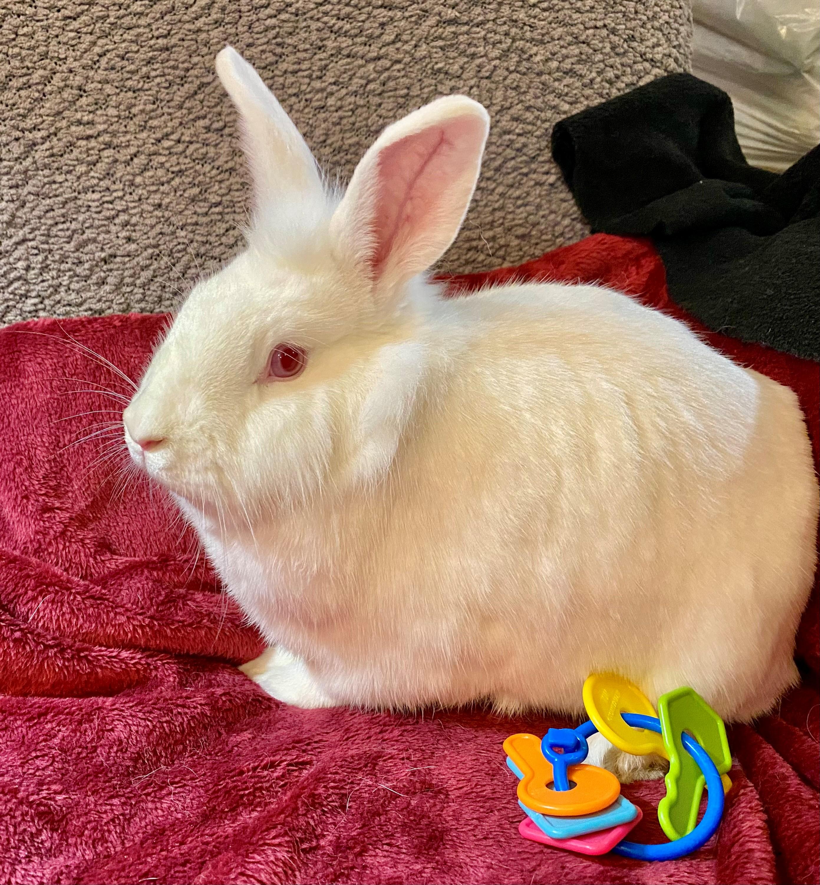 Enlarge Lottie, a Adoptable Lionhead in Carnation, WA image 1/3