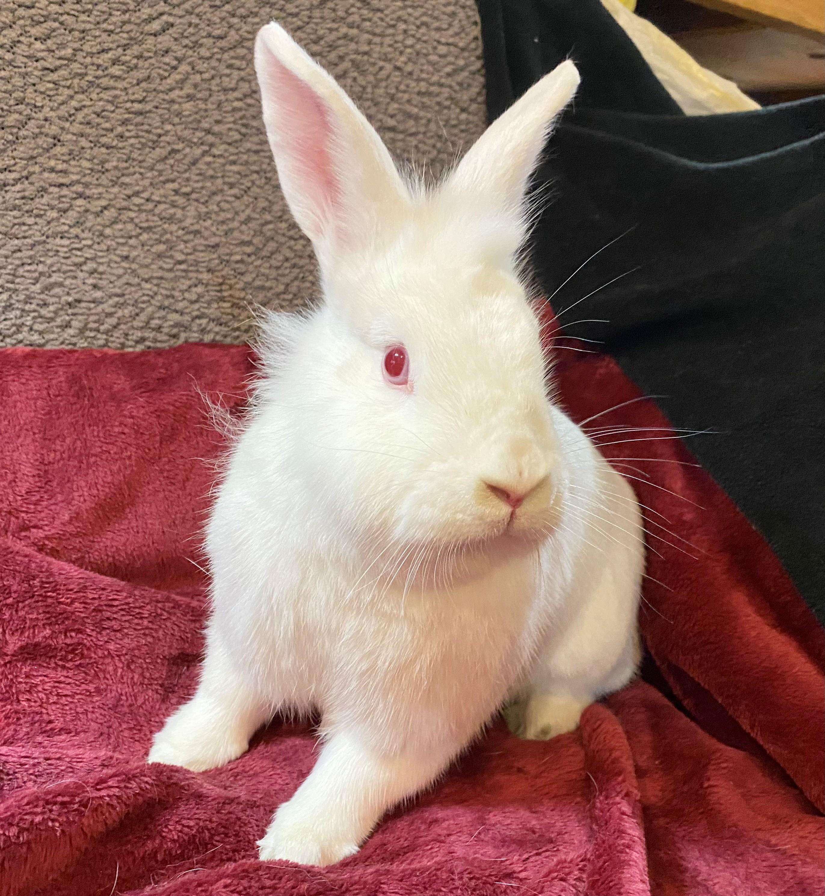 Enlarge Lottie, a Adoptable Lionhead in Carnation, WA image 2/3
