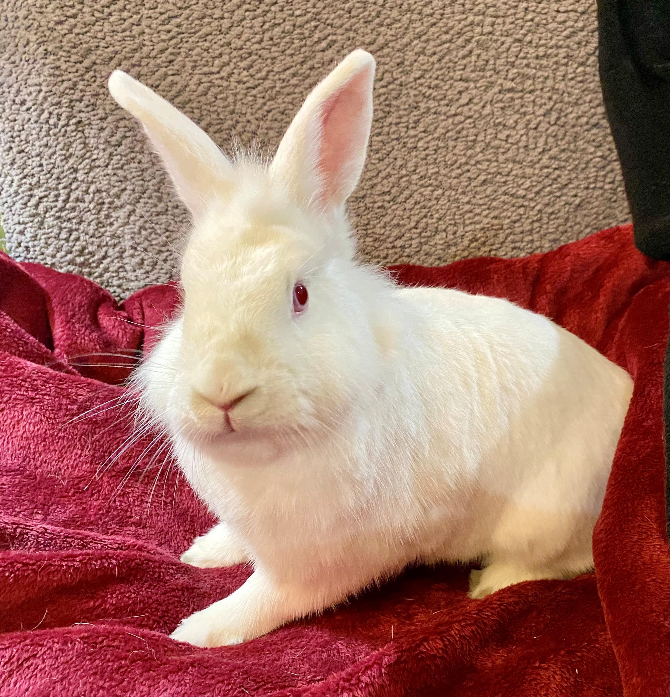 Enlarge Lottie, a Adoptable Lionhead in Carnation, WA image 3/3