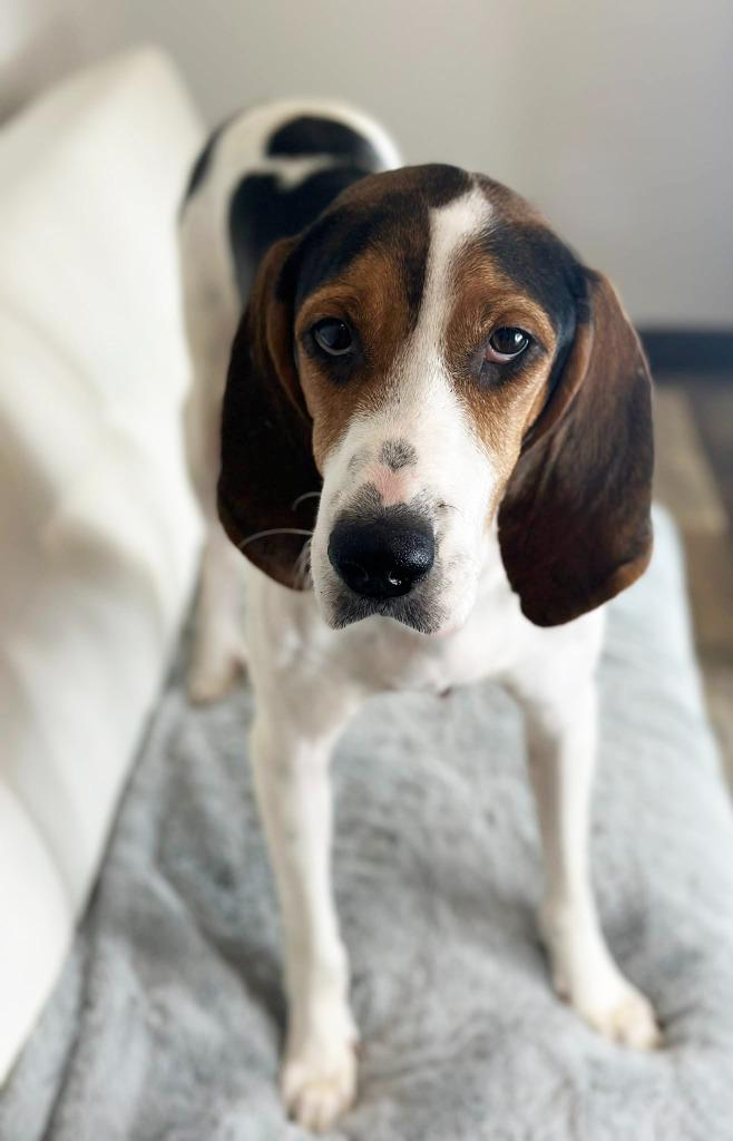 Mrs. Beasley - Foster to Adopt, Adoptable, Adult Female Treeing Walker Coonhound.